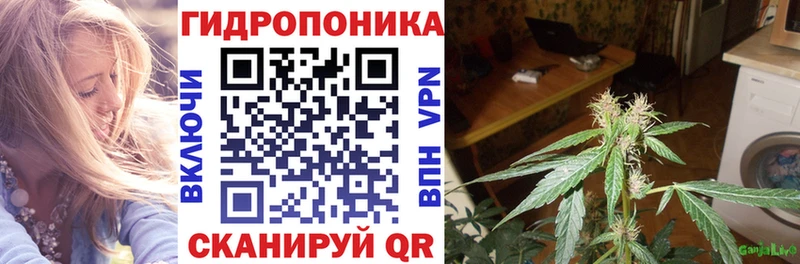 Конопля семена  магазин продажи   Отрадная 